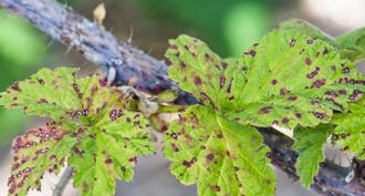 О чем говорят листья: недостаток азота, фосфора, калия На листьях малины красные прожилки