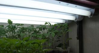 How to make the backlight for seedlings at home