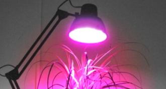 The importance of light for indoor plants