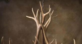What's unusual and why do people buy moose antlers?