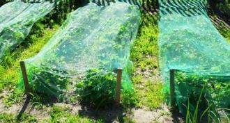How to protect strawberries from birds: the most effective ways