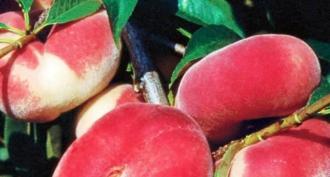 Peach: varieties, their descriptions, photos and growing features Peach with red chameleon foliage description of the variety