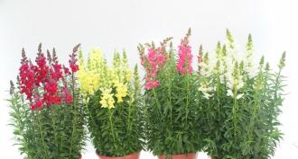 How to grow snapdragons from seeds