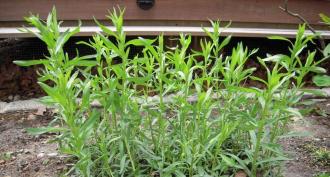 We grow tarragon How to grow tarragon in the country
