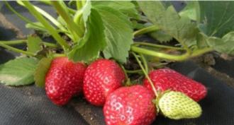 Is it possible to grow strawberries in the harsh conditions of Siberia?