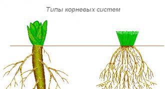 The external and internal structure of the root in connection with its functions