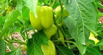 Proper storage and ripening of pepper