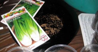 Planting celery for seedlings, rules, tips, recommendations