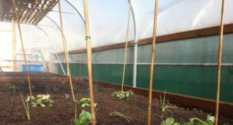 Year-round cultivation of greens in a greenhouse as a business Greens for sale all year round