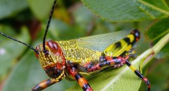What is the difference between the locust from the grasshopper and how it looks