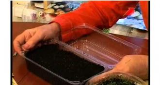 Preparing celery seeds for planting seedlings Preparing celery seeds for sowing