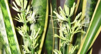 Sansevieria: คำอธิบายและเคล็ดลับการเติบโต