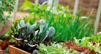 Growing greens for sale at home