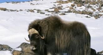 Where do the Yaks live?  The world of animals and plants.  Description of the appearance of the yak