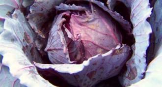 Cabbage: growing from seed seedlings