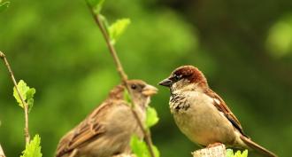 Sparrows: Interesting Facts and Meaning