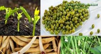 Beneficial properties and harm of green beans for the human body
