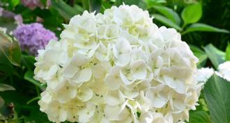 How to care for hydrangea in a pot How to properly care for hydrangea in a pot