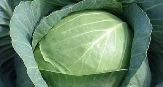 Why cabbage doesn't grow and what to do