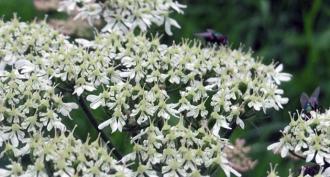 Hogweed การปลูกและดูแลคุณสมบัติที่เป็นประโยชน์เผาไหม้การรักษาภาพถ่าย Hogweed