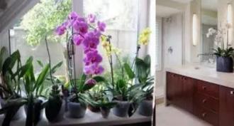 Péče o orchideje doma Péče a zalévání orchidejí