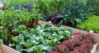 Crop rotation in a country garden: the smart one cultivates the crop, and the wise one cultivates the land