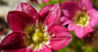 A szaxifraga (saxifraga) típusai és fajtái