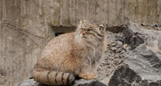 Steppe cat manul - description with photo