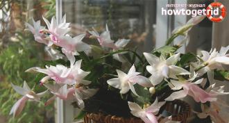 Decembrist: how to grow a forest cactus at home How to care for Decembrist in winter