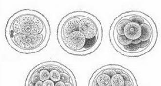 Зиготы – это первые клетки новых организмов