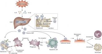 โปรตีน C-reactive (CRP)