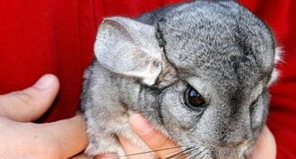 Chinchilla was my pet Dream of kissing a chinchilla for a girl