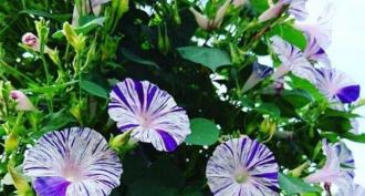 Ipomoea: growing, planting, care Ipomoea blue velvet planting and care
