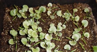 Dichondra: การเพาะปลูกและการสืบพันธุ์