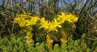 Acrid sedum, vagy akut fiatal palánták magról